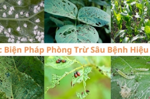 phuoc-mai-chia-se-bi-quyet-phong-tru-sau-benh-hieu-qua-cho-cay-an-trai-tai-dong-nai