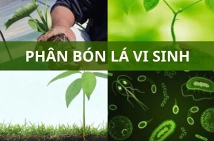 phuoc-mai-chia-se-loi-ich-cua-phan-bon-vi-sinh-trong-nong-nghiep-ben-vung